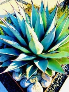 Copy of Copy of Agave.JPG -- DB