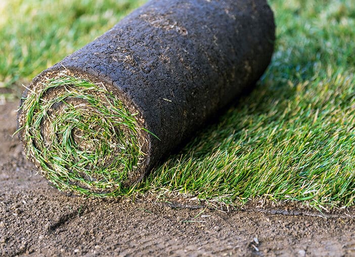 drought, texas drought, traditional grass, traditional grass alternatives, grass alternatives, drought-defying lawns, lawns, lawn, green lawn, summer lawn, drought resistant lawn, drought resistant lawns