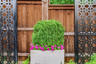 Bedrosian Marie Dr Allen TX (1)