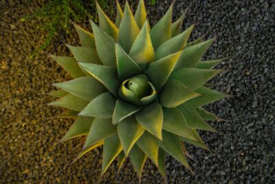Close-up of agave planted in a dark gravel bed as part of a modern Hidden Knoll landscape design in Southlake, Texas